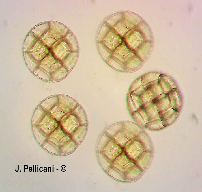 Acacia retinodes (acacia des quatre saisons)
