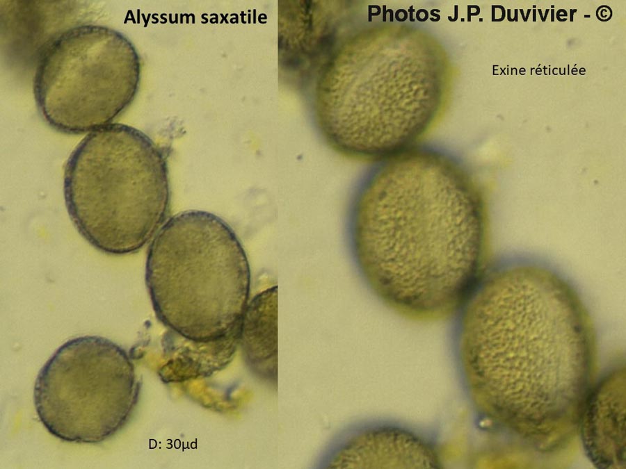 Alyssum saxatilis