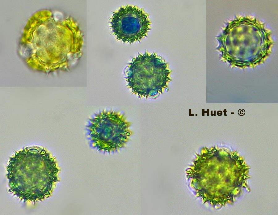 Bellis perennis (pâquerette)