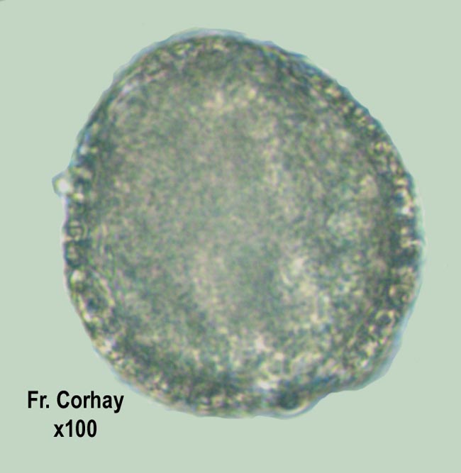 Cardamine pratensis (cardamine des prés)