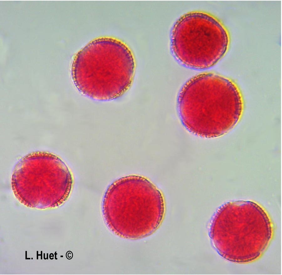 Cardamine pratensis (cardamine des prés)