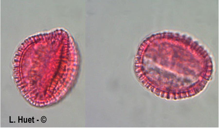Cardamine pratensis (cardamine des prés)