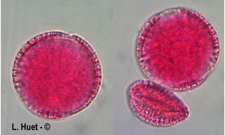 Cardamine pratensis (cardamine des prés)