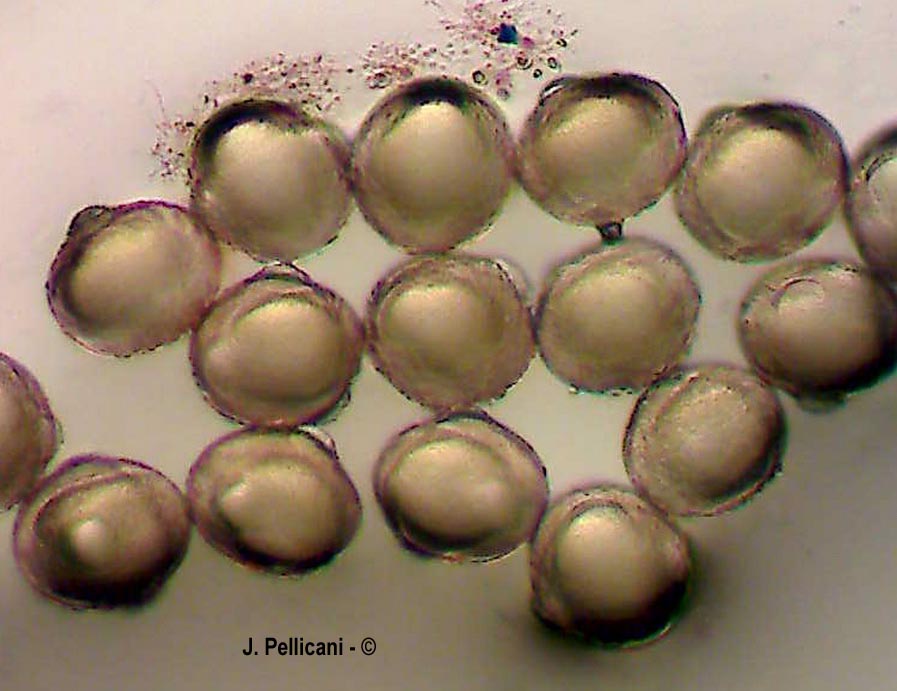 Centaurea bimorpha (centaurée dimorphe)