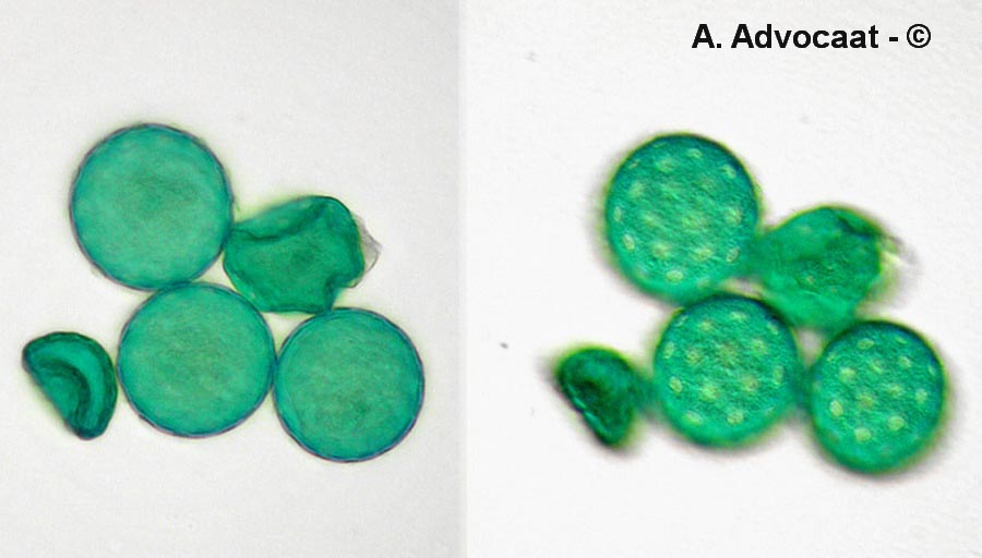 Blitum bonus-henricus (Chenopodium bonus-henricus) (chénopode bon-henri)