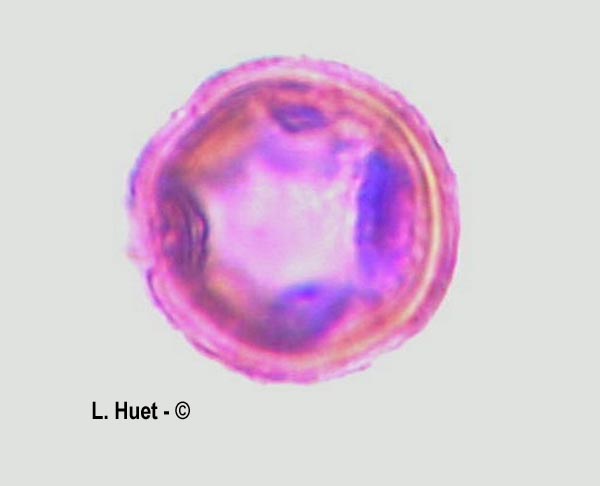 Clematis sp. (clématite bleue)