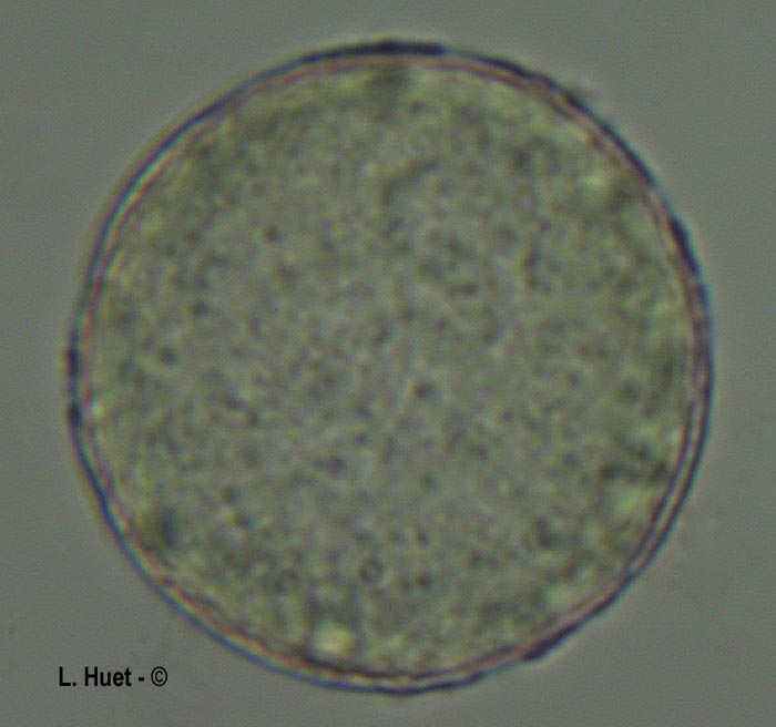 Clematis sp. (clématite bleue)