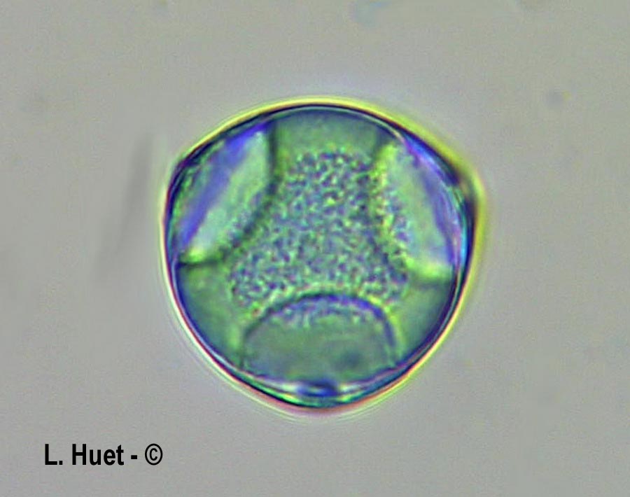 Corylus avellana (noisetier)