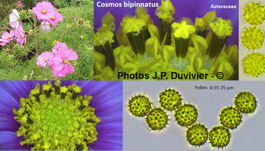 Cosmos bipinnatus