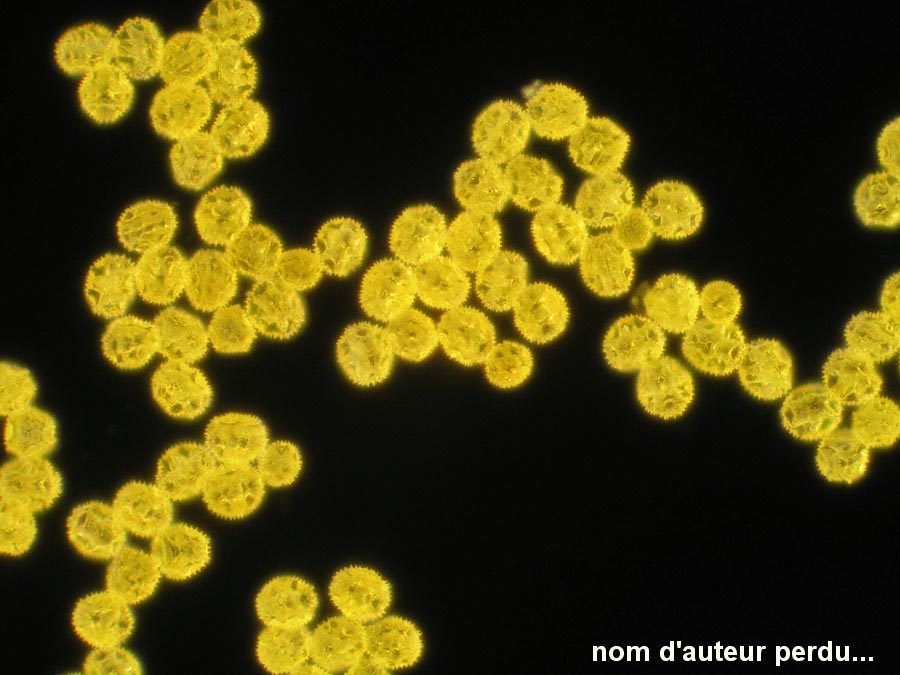Crepis biennis (crépide bisannuelle)
