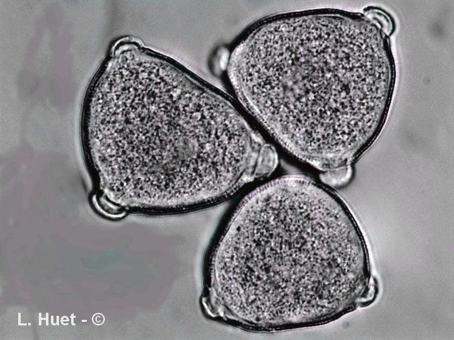 Cucumis melo (melon)