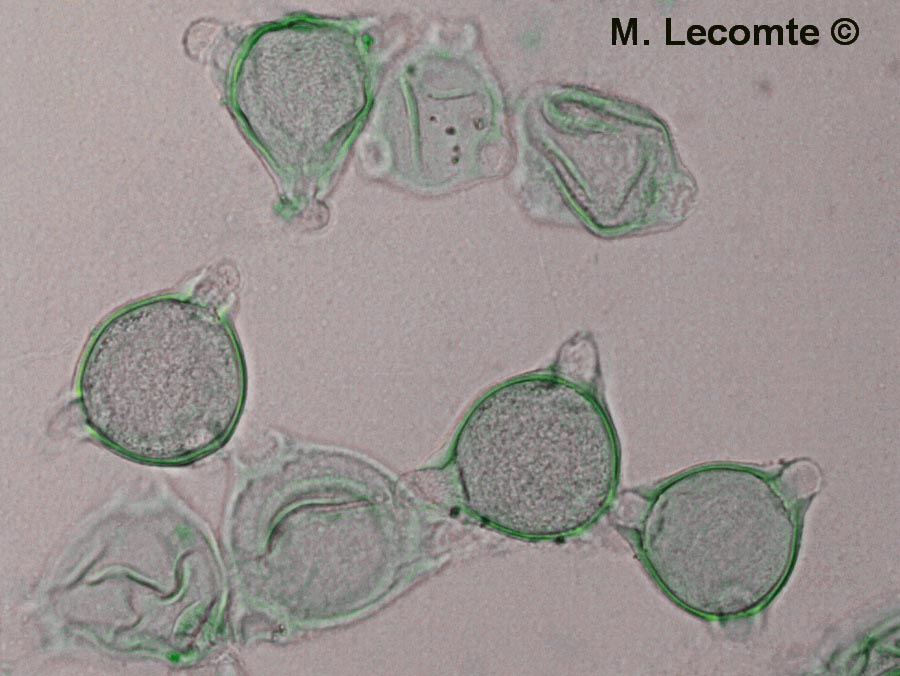 Epilobium angustifolium (épilobe en épi)