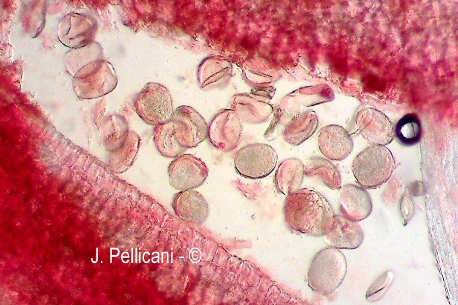 Euterpe oleracea