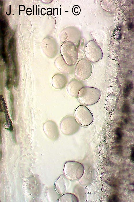 Euterpe oleracea