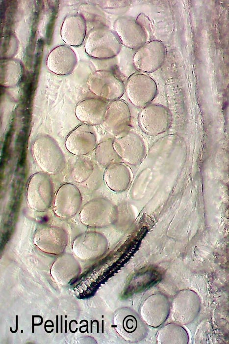 Euterpe oleracea