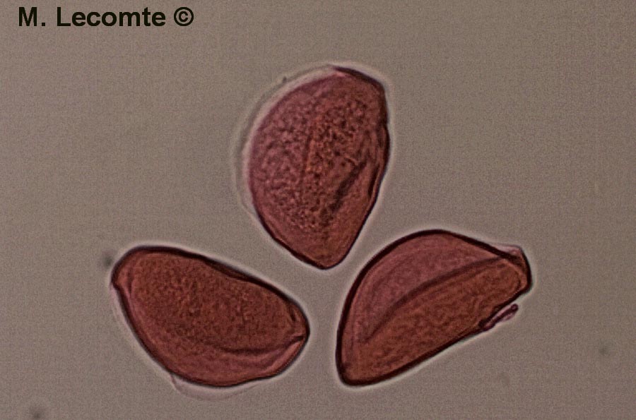 Fritillaria sp