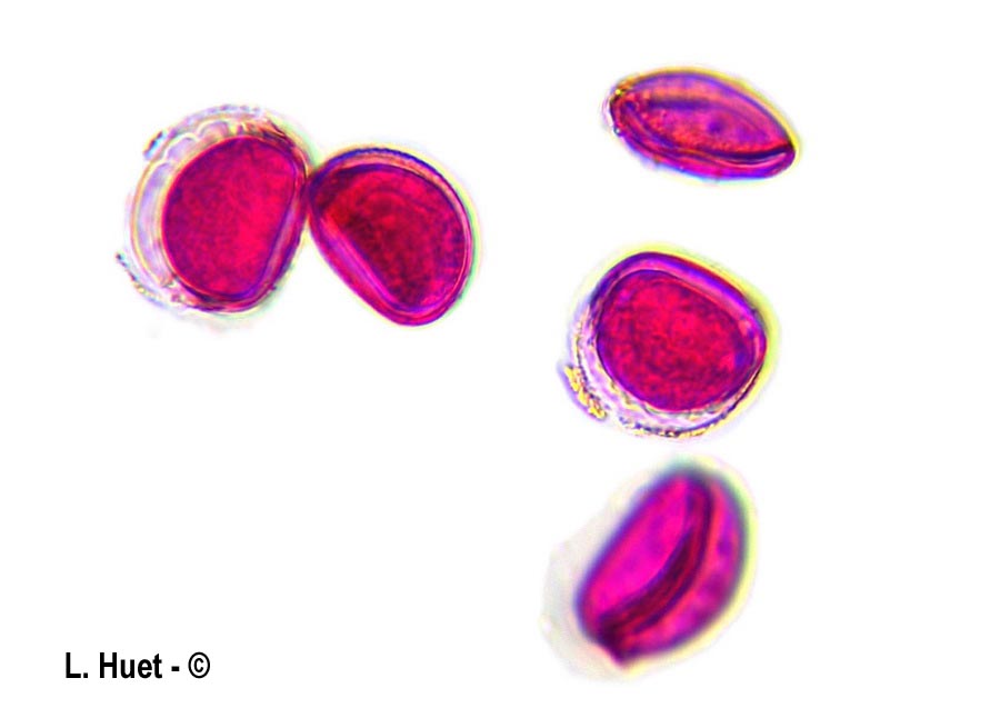 Galanthus nivalis (perce-neige)