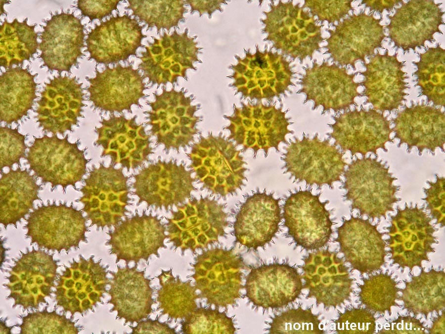 Helianthus annuus (tournesol)