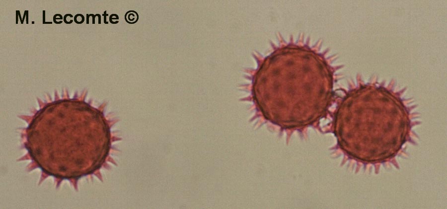 Helianthus annuus (tournesol)