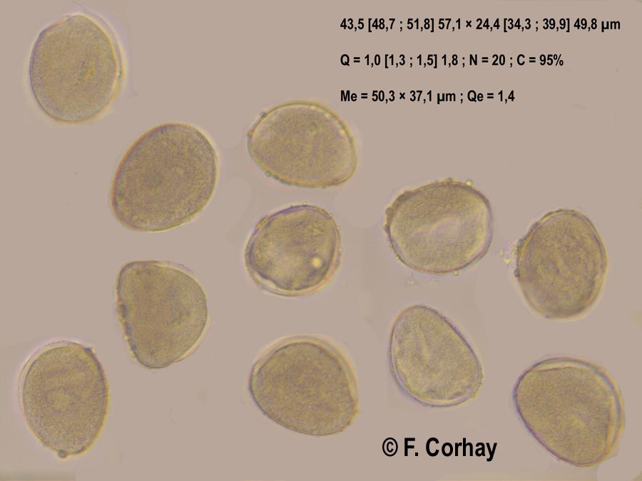 Hyacinthoides non-scripta (jacinthe des bois)