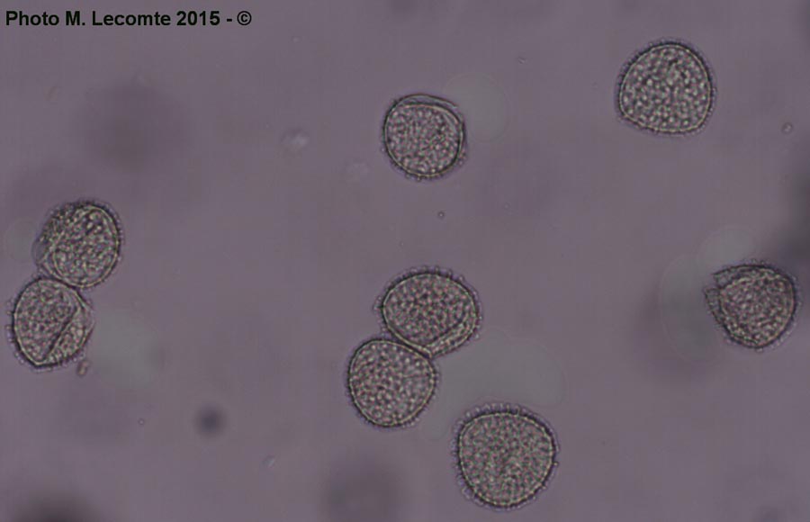 pollen de Lycopus europaeus