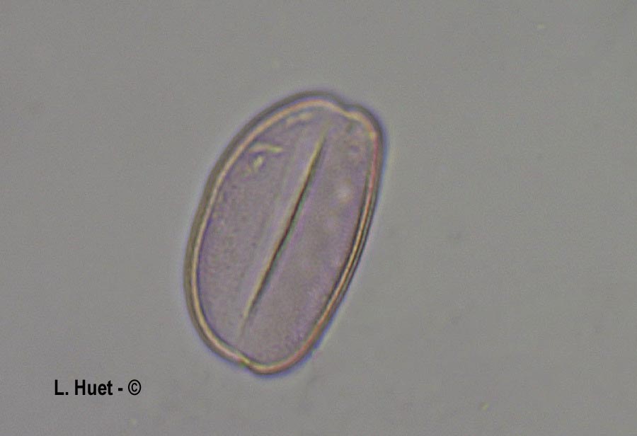 Narcissus jonquilla (narcisse jonquille)