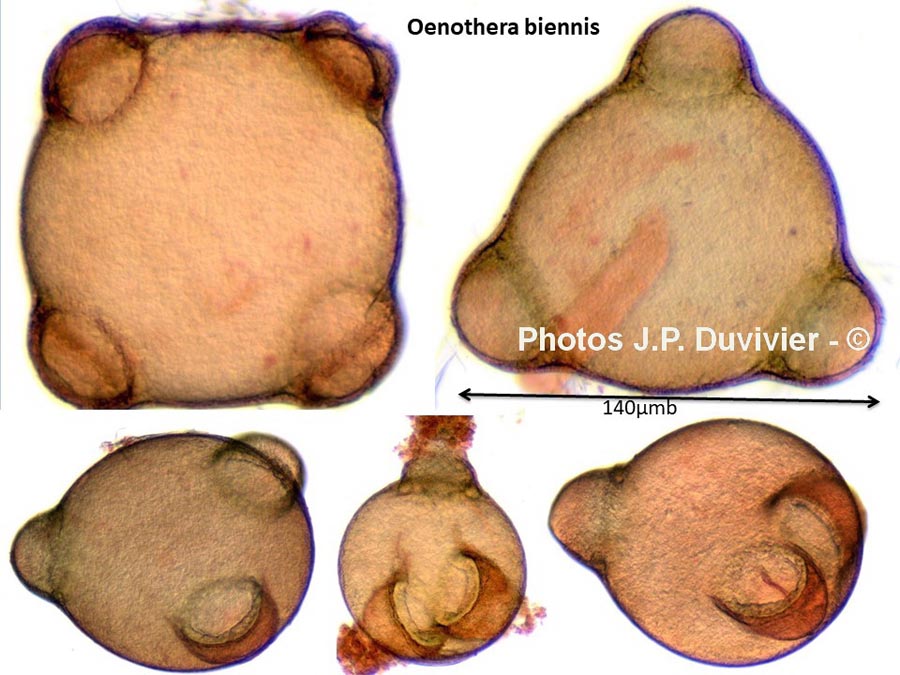 Oenothera biennis (onagre bisannuel)