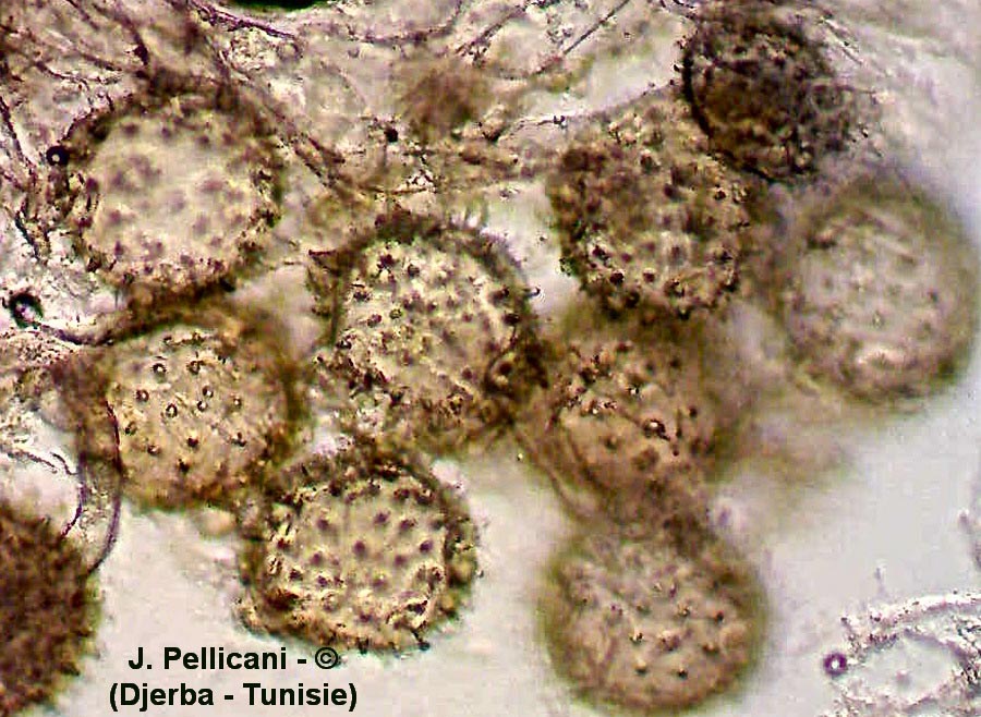 Phymosia umbellata (mauve arbustive)