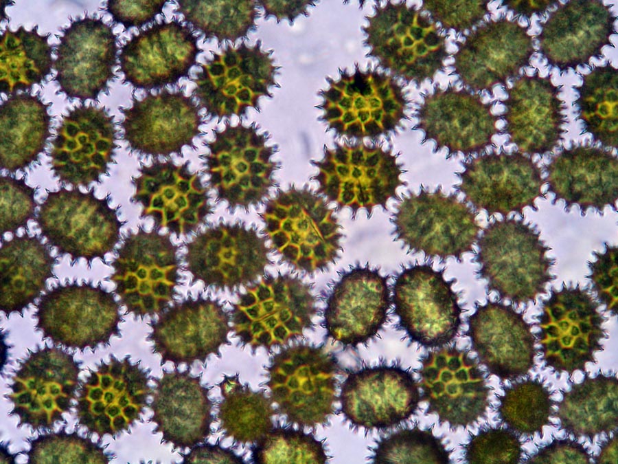 Pollen de Helianthus sp. (tournesol)
