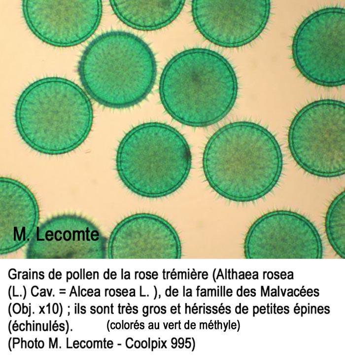 Pollen de Althaea rosea (Alcea rosea)