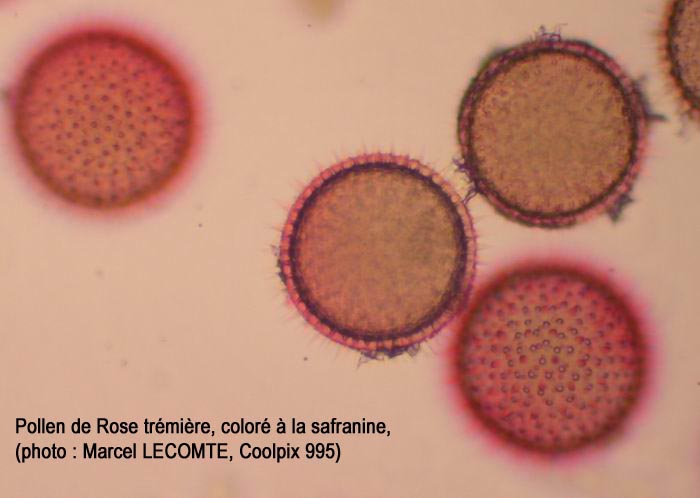 Pollen de Althaea rosea (Alcea rosea)