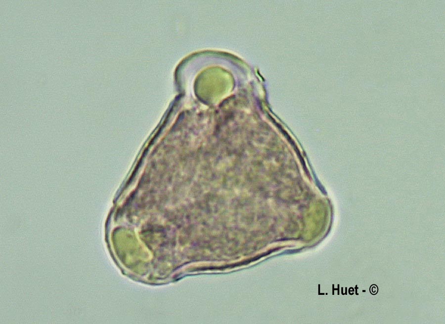Prunus avium (merisier)