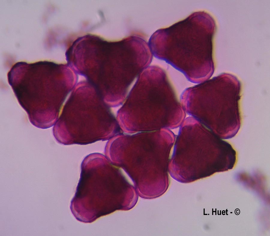 Prunus cerasifera (prunier myrobolan)