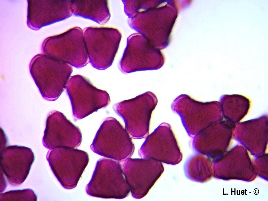 Prunus cerasifera (prunier myrobolan)