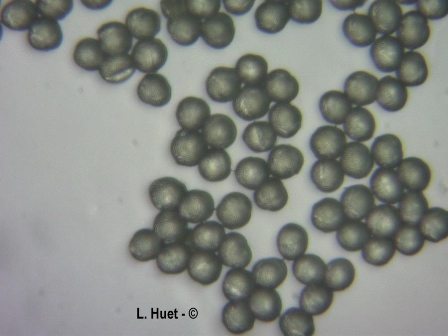 Salix caprea (saule marsault)