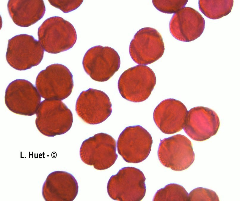 Salix caprea (saule marsault)