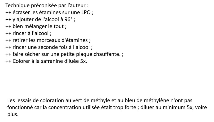 Taraxacum officinale (pissenlit, dent de lion)