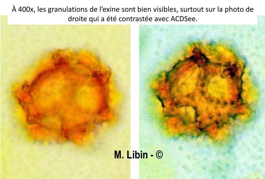 Taraxacum officinale (pissenlit, dent de lion)