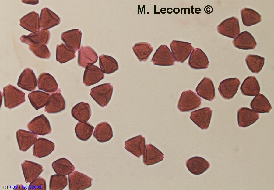 Tropaeolum majus (grande capucine)