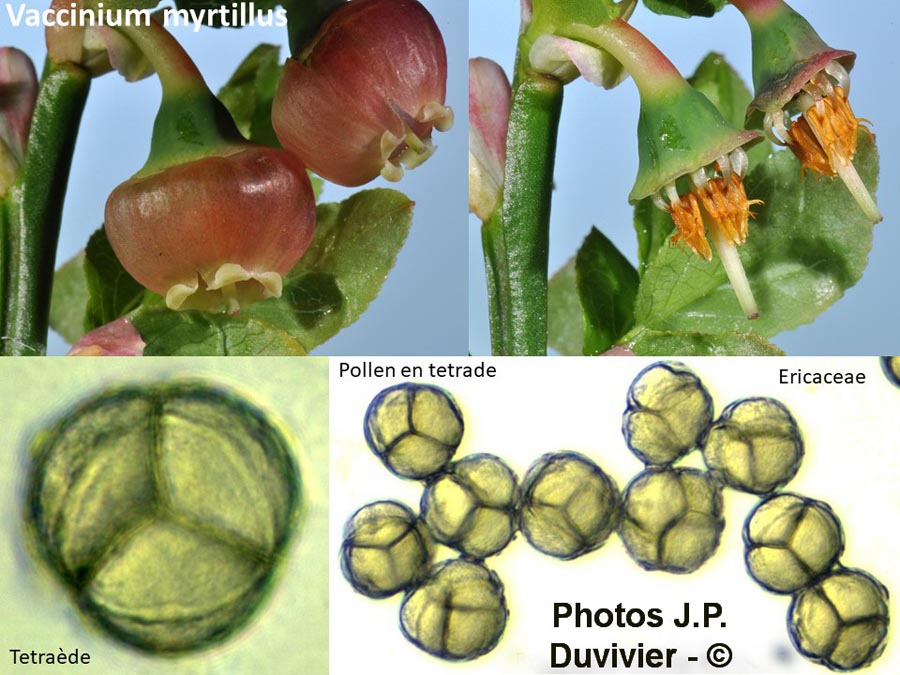 Vaccinium myrtillus (myrtille)