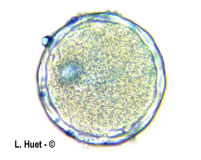  Vinca major (grande pervenche)