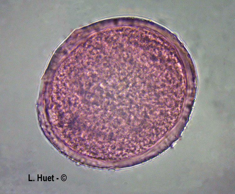  Vinca major (grande pervenche)