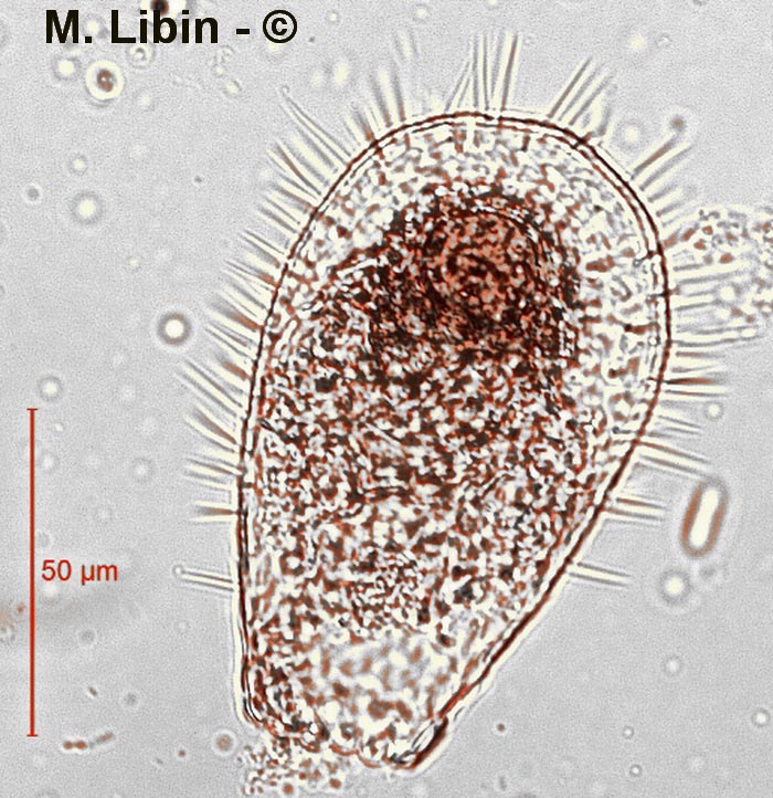 Euglypha ciliata